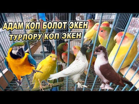 Видео: Адам Коп КАНАТТУУЛАРДЫН БАЗАРЫНДА/ Попугай/ Кептер/ Канарейка/ Ар түрү БАР ЭКЕН