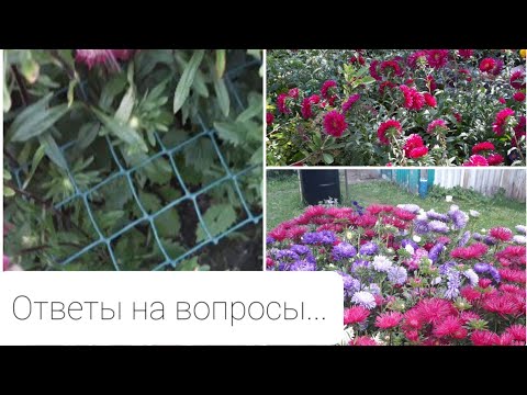 Видео: Как вырастить рассаду астры. Ответы на частые вопросы.