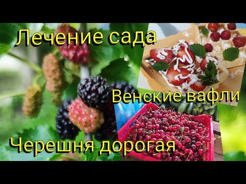 Видео: Влог# 633 Переехали на ЮГ 🌞 Дорогая черешня 🍒 Лечение САДА🌳 Рецепт венских вафель 🧇