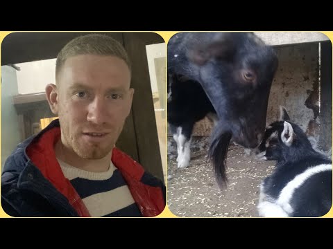 Видео: С ЧЕГО НАЧАТЬ КОЗОВОДСТВО? 🐐