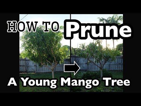 Видео: Как обрезать молодое манговое дерево за 20 минут!