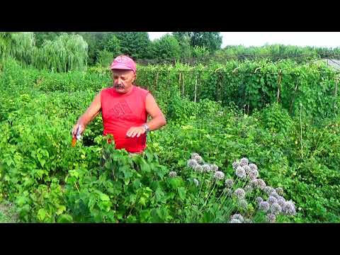 Видео: Смородина после уборки урожая: впереди еще много работы!!  Что делать?