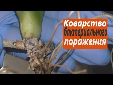 Видео: Бактериоз.  Бактериальная гниль на орхидее фаленопсис.