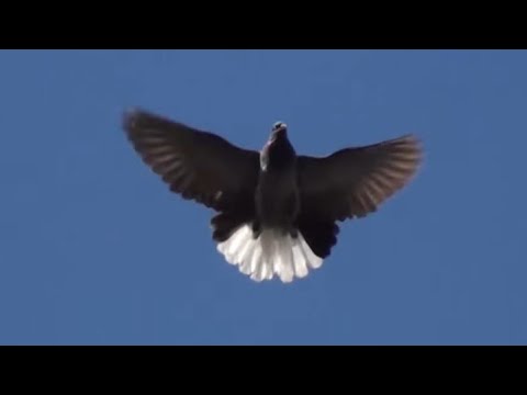 Видео: Гарна дівчина