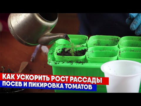 Видео: Как ускорить рост рассады  - посев и пикировка томатов