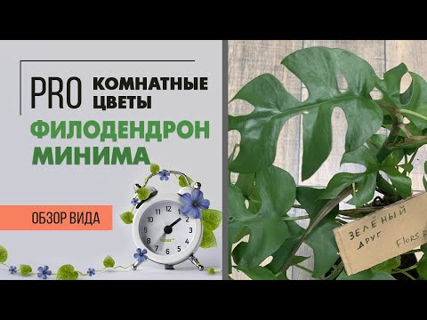 Видео: Филодендрон Минима - лиана тропиканка | Уход за филодендроном
