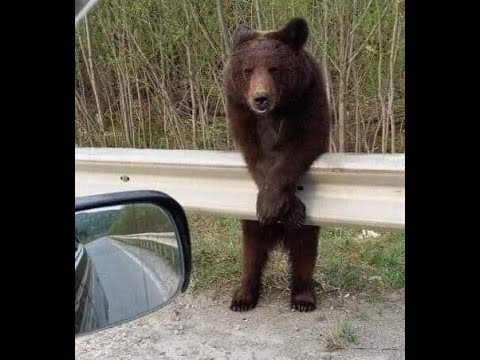 Видео: 😺 Экскурсию по лесу не желаете?! 🐕  Смешное видео  с собаками, кошками и другими животными! 🐱