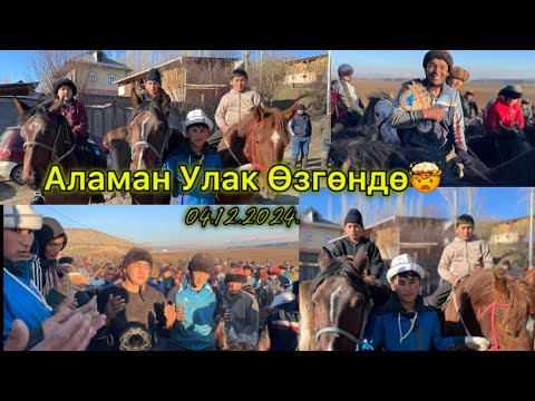 Видео: Көк бөрү Өзгөн Району Төрт-Көл А/Ө Бостон Айылы Нургазынын Улагы