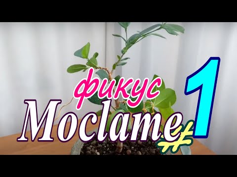 Видео: Фикус Моклейм/англ. Moclame. На пути к Бонсай #1 Лето 2021