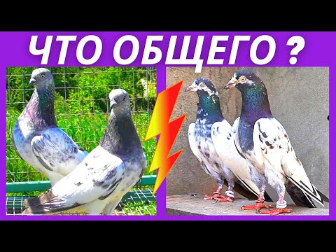 Видео: 100 отличий Будапештских от Пакистанских голубей