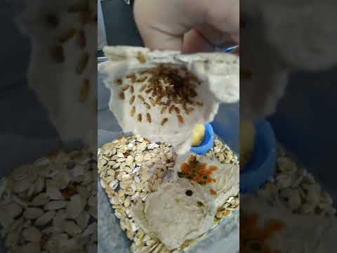 Видео: Туркменский таракан /  инкубатор для оттек  #Shelfordellatartara #туркменскийтаракан #тараканы