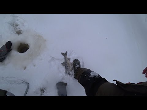 Видео: Рыбалка на р. Джурич, ноябрь 2019