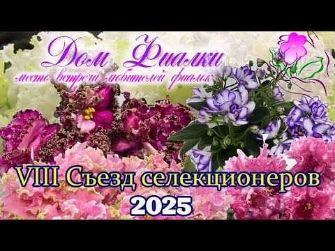 Видео: VIII съезд селекционеров сенполий и других геснериевых в Доме Фиалки. Москва 6-8 июня 2025