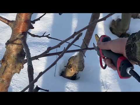 Видео: Обрізка яблуні на м 9 шестерічна і  двохрічна . Як правильно це зробити.