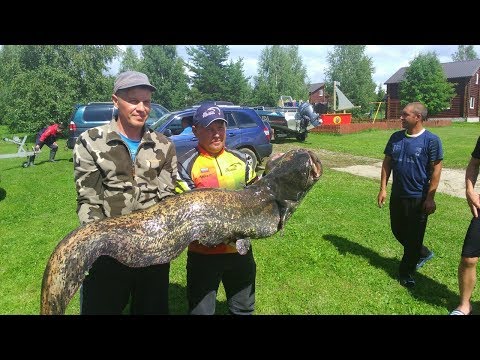Видео: Чемпионат  Ярославской области по ловле рыбы спиннингом с лодок.