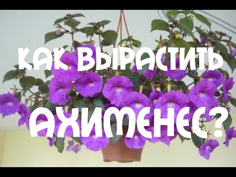 Видео: АХИМЕНЕС. СЕКРЕТЫ УХОДА