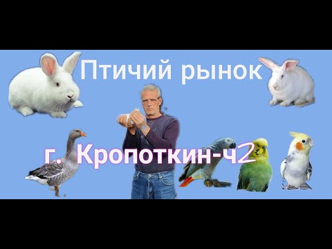 Видео: 25.10.20. Птичий рынок г. Кропоткин-ч2.10/25/20. Bird market in Kropotkin-ch2