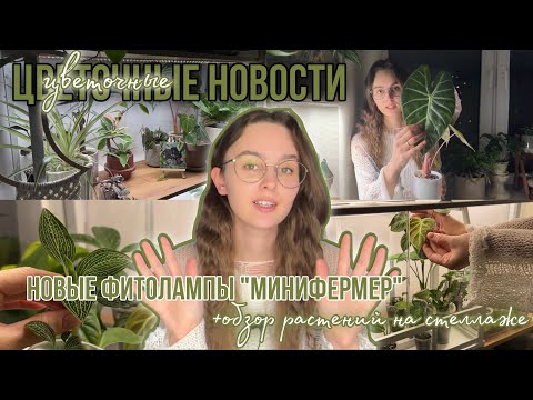 Видео: Новые ФИТОЛАМПЫ от Минифермер на моем СТЕЛЛАЖЕ / обзор РАСТЕНИЙ и пересадка АЛОКАЗИИ