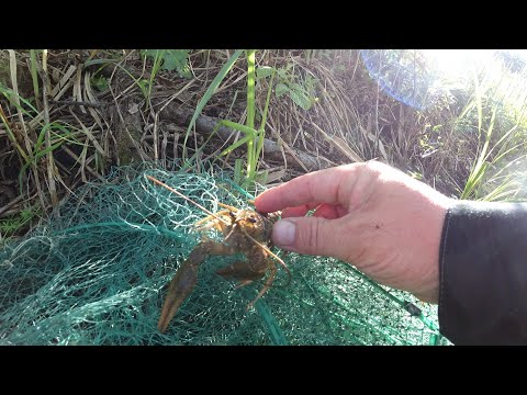 Видео: Ловля раков в конце мая. По ходу рановато...