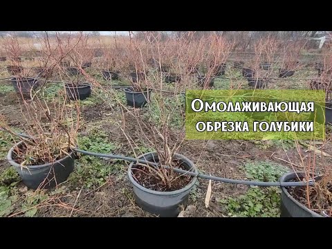 Видео: Омолаживающая обрезка 9-летней голубики. Ставрополь. 09.02.2024 г.