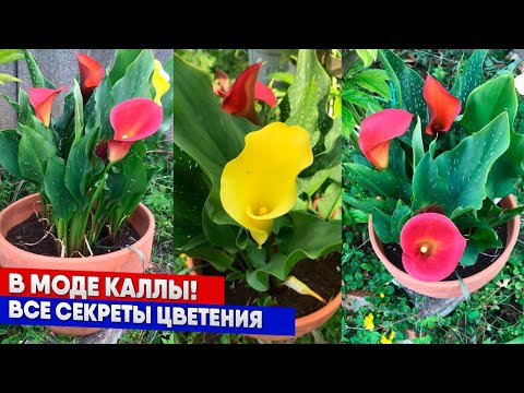 Видео: В моде каллы! Все секреты цветения