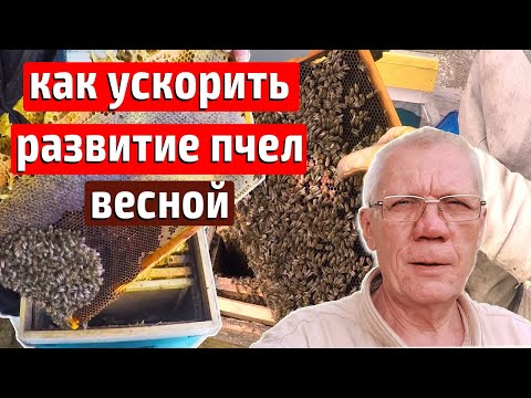 Видео: Как Быстро Стартовать пчел весной на пасеке? Ускоренное весеннее развитие пчел.