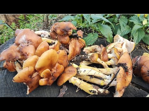 Видео: 2 част.🍄 Натрапили на грибну галявину! Мама в захваті!