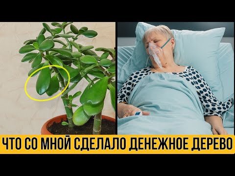 Видео: Что делает ДЕНЕЖНОЕ ДЕРЕВО с вашим организмом — никто не говорит об этом!