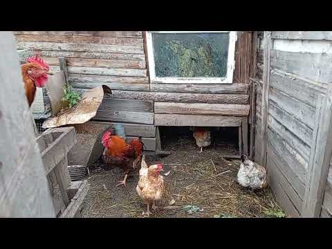 Видео: Зимой будет вкусно. Погода не даёт работать🥔🥔. 