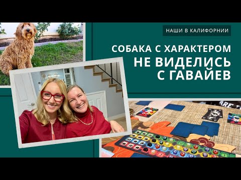 Видео: Не виделись с самых Гавайев / У собак тоже есть характер / Влог США