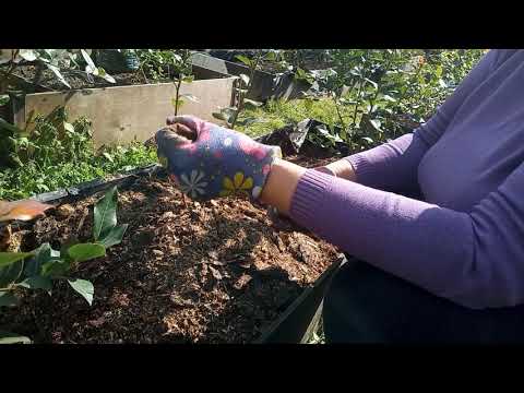 Видео: что делать с голубикой , если куст ,,утонул ,,в субстрате.