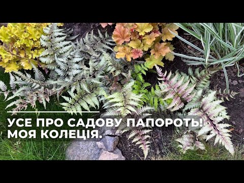 Видео: Усе про садову ПАПОРОТЬ! Моя колеція.