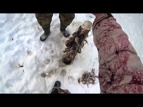 Видео: Рыбалка на хапуги. Наловили и сразу пожарили.
