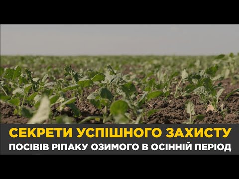 Видео: Осінній захист посівів озимого ріпаку: секрети та перевірені лайфхаки