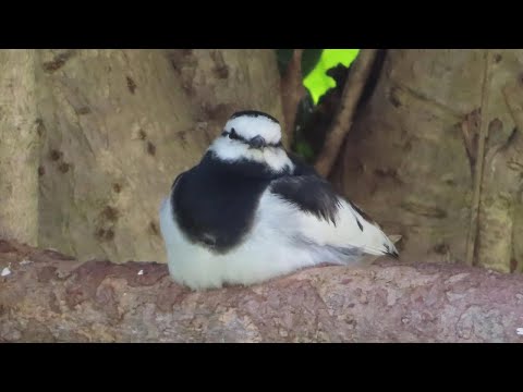Видео: Травмированная трясогузка Каппасуке - путь к выздоровлению (часть 2)