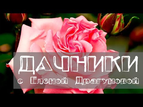 Видео: Дачники. Особенности выращивания чайно-гибридной розы, розы флорибунда