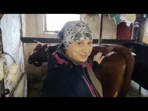 Видео: Как правильно кормить корову