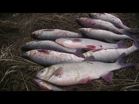 Видео: С Этой Снастью Всегда с Уловом! Язь, Карась не пройдёт мимо!
