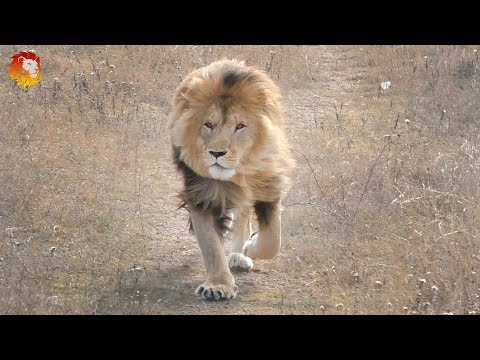Видео: Лев Олежка прибежал на наш зов. Тайган. The lion came to our call. Taigan