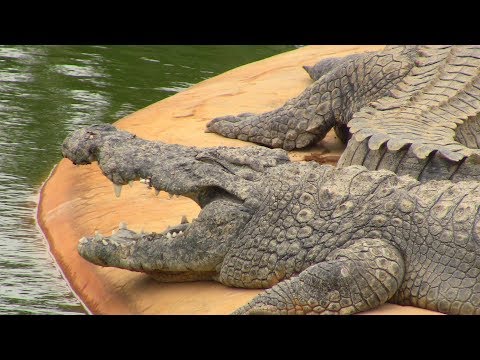 Видео: Крокодиловая ферма на острове Джерба в Тунисе