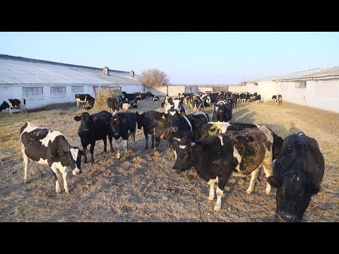 Видео: 90 лет колхозу им. Куйбышева