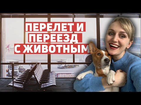 Видео: Перевоз и транспортировка собаки в багажном отсеке Turkish Airlines. Перелёт в Канаду через Стамбул.