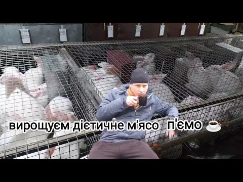 Видео: КОЛИ ТА ЯК ГОДУЮТЬ КРОЛИЦІ❓ ПОСТАВИВ НОВИЙ ДВИГУН НА СІНОРІЗКУ 5.5квт 220в✅