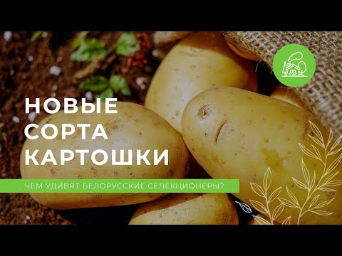 Видео: Новые сорта картофеля