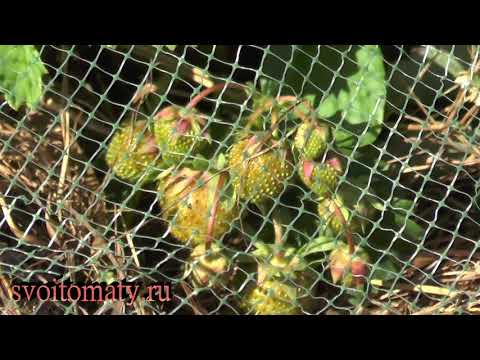 Видео: Простой способ защиты земляники от птиц