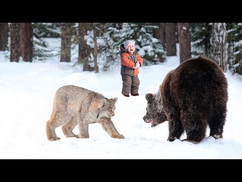 Видео: Рысь набросилась на огромного медведя в надежде спасти мальчика и отплатить сполна
