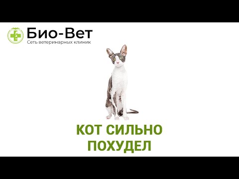 Видео: КОТ СИЛЬНО ПОХУДЕЛ? 🙀 // Сеть Ветклиник БИО-ВЕТ