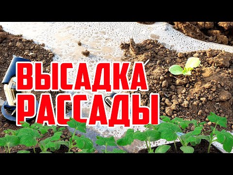 Видео: Высадка рассады в открытый грунт 04 05 20