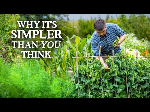 Видео: Выращивание УДИВИТЕЛЬНОЙ еды по доступным ценам начинается с ЭТОГО