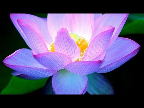 Видео: Ваше сообщество считало себя умнее вас и правительства.